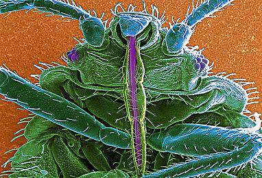 卡普空已移除《丧尸围城：豪华复刻版》D加密技术